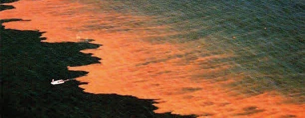 Red algae on the coast Red algae on the coast