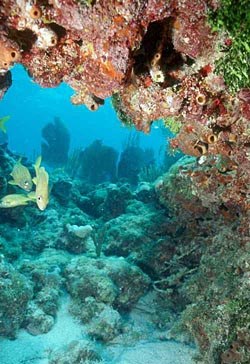 USS Alligator wreck