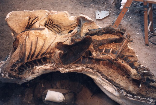 allosaurus fossil