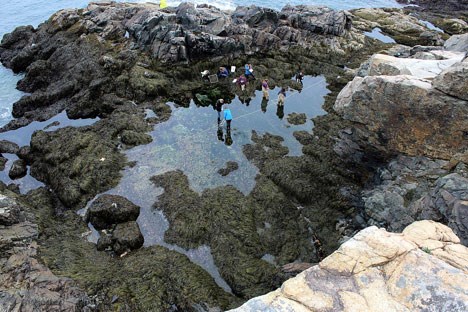 Tidepool with students students standing in and around a large tidepool on a rocky coastline