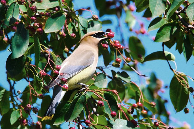 A Cedar Waxwing eats a berry on a tree loaded with ripening berries.