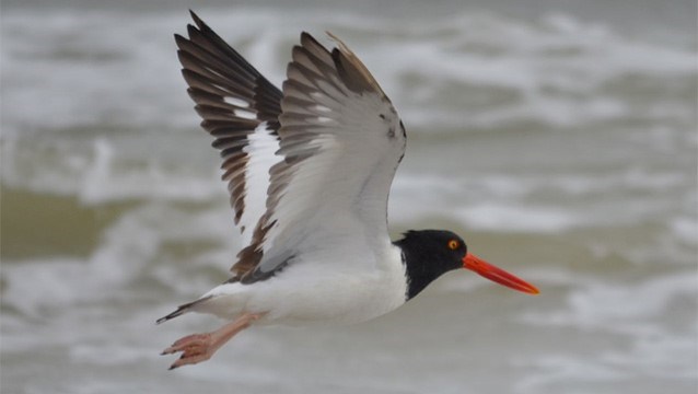 American Oystercatcher Flying Over Surf American Oystercatcher Flying Over The Surf