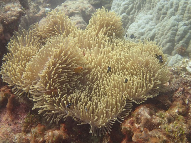 Reef fish, like the pink anemonefish (amphiprion perideraion) depend on a healthy reef structure for safety and sustenance.