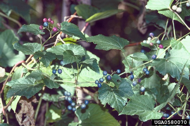 Amur peppervine Amur peppervine