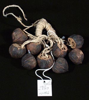 Several walnut shells attached to rope handle.