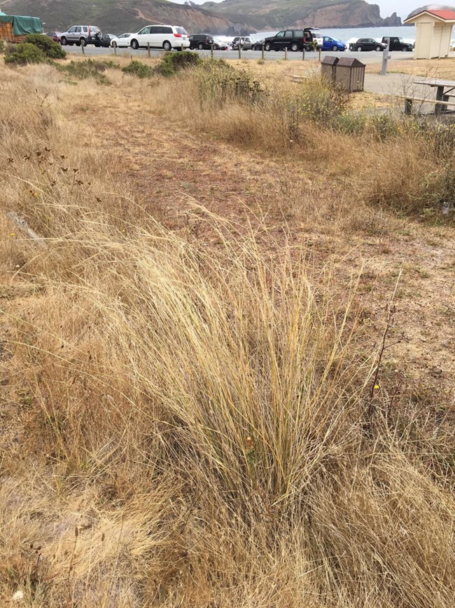 Andean tussockgrass at Fort Cronkhite.