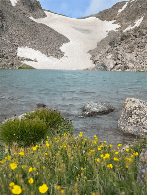A video loop of Andrews Glacier above a turquoise blue alpine lake. Yellow flowers sway in the foreground.