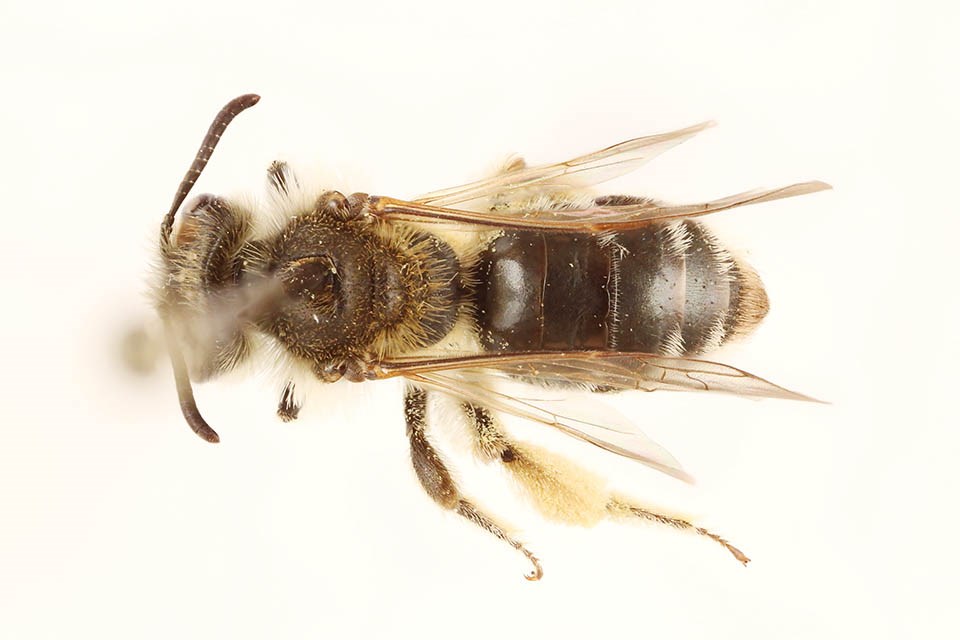 Dorsal view of pinned bee, Andrena w-scripta