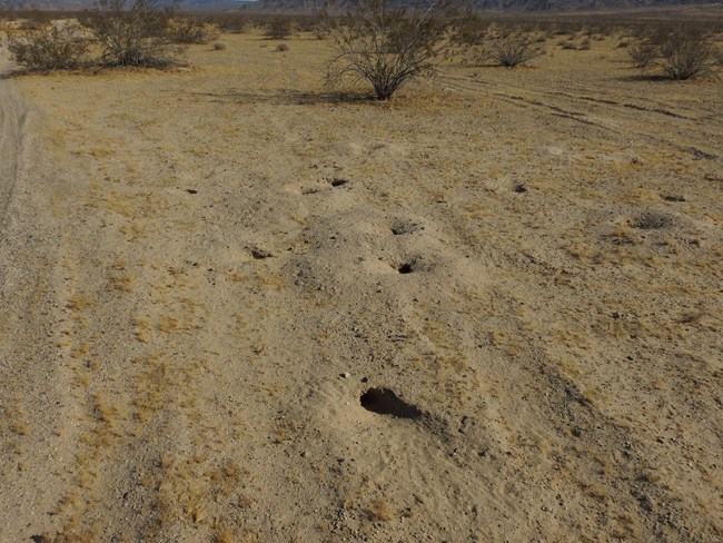A dozen or so small animal burrows in a creosote/bursage lowland