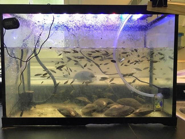 California floater mussels and three spine stickleback in a fish tank