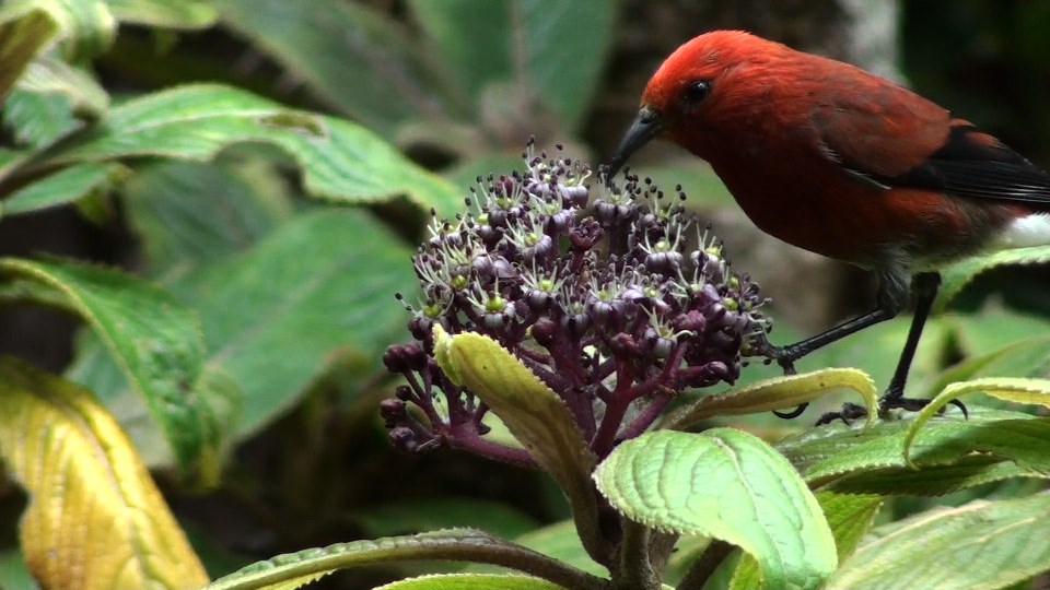 An endemic ‘apapane drinks nectar from a blossom