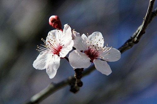 Two pink apple flowers bloom on a tree branch.