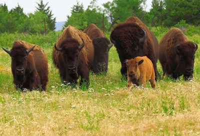 Four adult and one baby bison tromping through tall grass