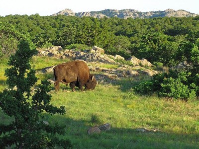 Bison grazing in green grass