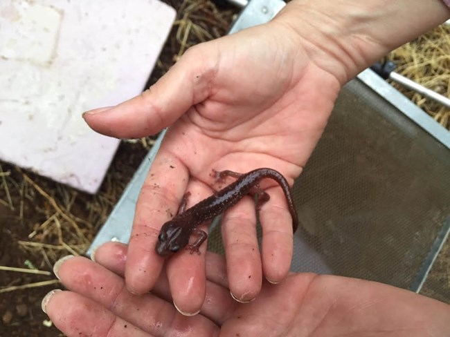 Arboreal salamander in the hands of a biologist after being removed from a funnel trap