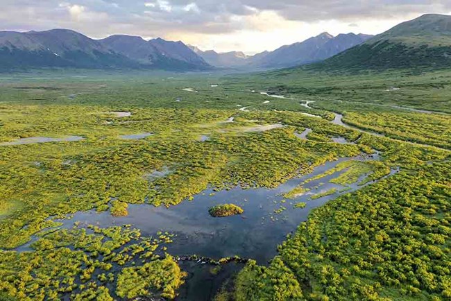 arc21_beavers_tape_web Arctic tundra flooded by a beaver dam and pond.