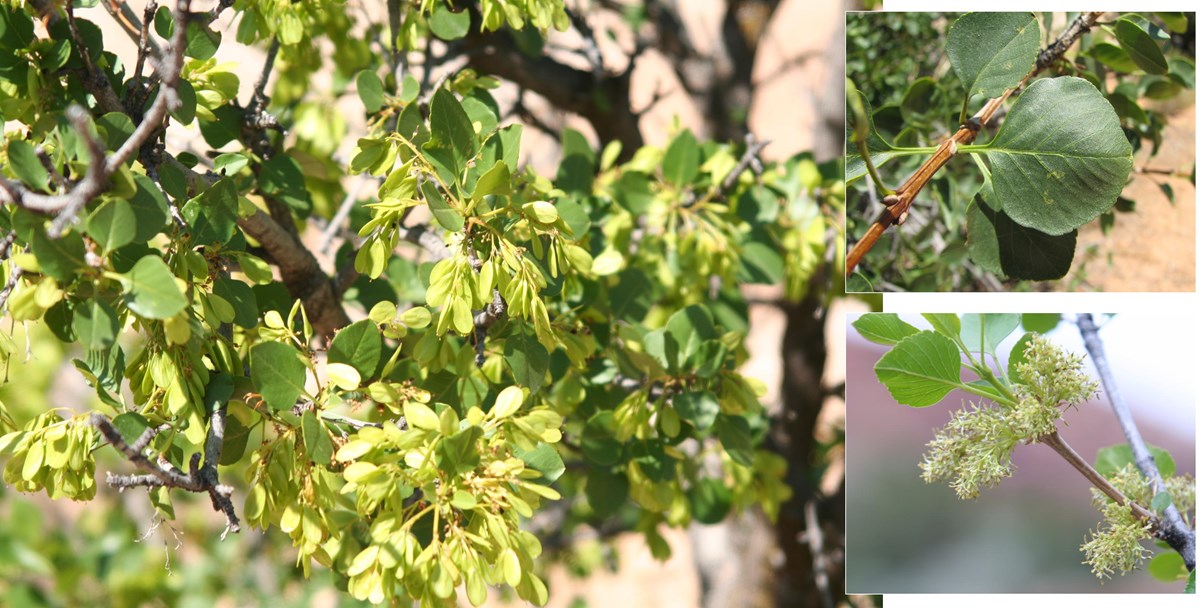 Single-leaf Ash is one of the ozone sensitive species found at Arches NP.