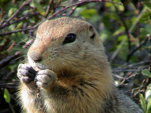 Arctic ground squirrell