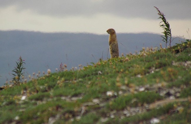 An Arctic ground squirrel on the tundra.