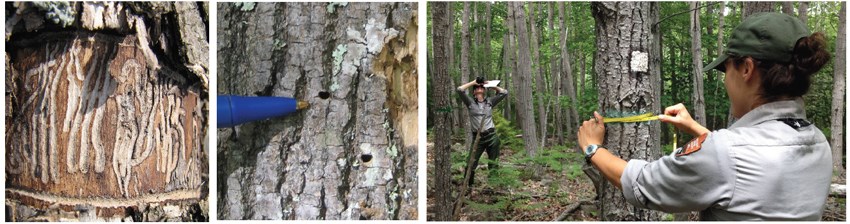 EAB signs in ash trees