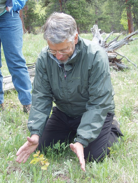 Small aspen shoots on the ground.