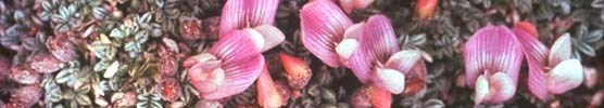astrag plant close up