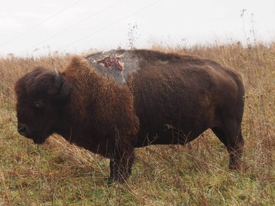 Bison with a scar on its shoulder from being struck by lightening