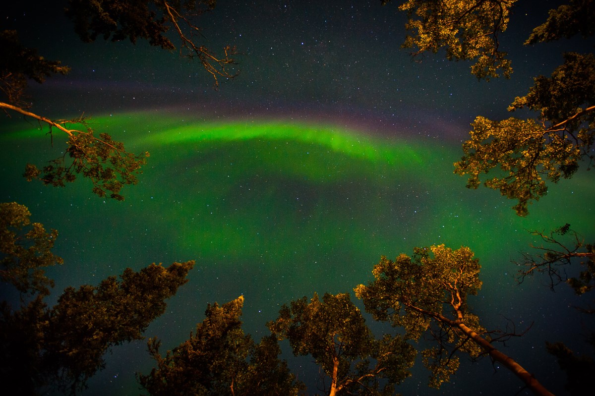 a band of green aurora tinged with a pink edge, arcing through a night sky over trees with golden leaves