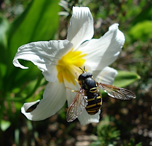 A black and yellow striped fly perched on a white flower.