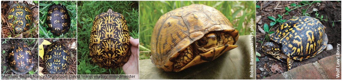 box turtle pics box turtle pics