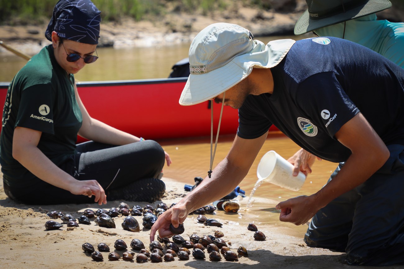 Researcher leaning forward while organizing mussels by species on the sand along Village Creek. Other people sit nearby. Researcher leaning forward while organizing mussels by species on the sand along Village Creek. Other people sit nearby.