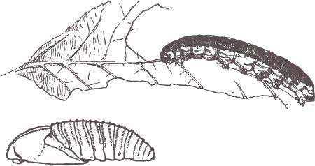 Hawk moth larvae illustration