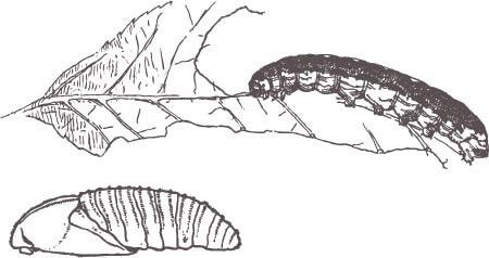 Hawk moth larvae illustration Hawk moth larvae illustration
