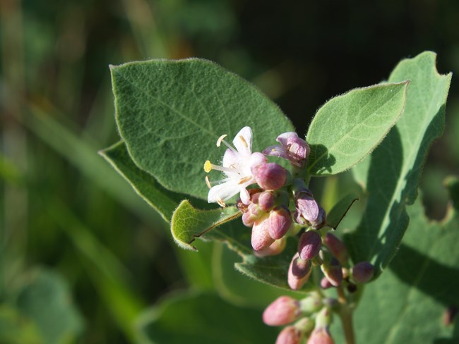 Snowberry is one of the ozone sensitive species found at Mount Rainier NP.