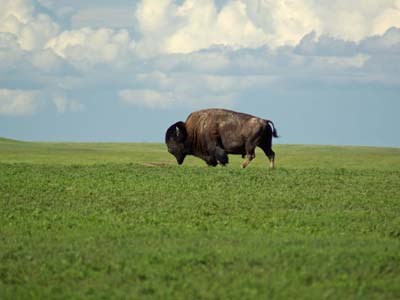 A bison roaming a grassy green field in Badlands National Park