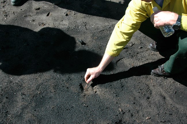 A man with a pine needle in hand reaches down to a water droplet that's been placed in a hole dug into burned soil.