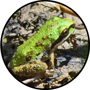 Baja California chorus frog Close-up of a small green frog.