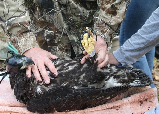 Biologists band the leg of a bald eagle chick during monitoring research.