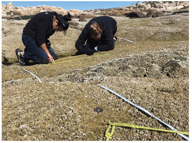 Two volunteers kneel in a large barnacle field.