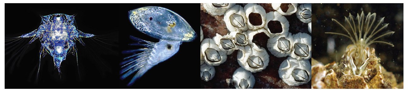 Barnacle life stages Close up photos of barnacles
