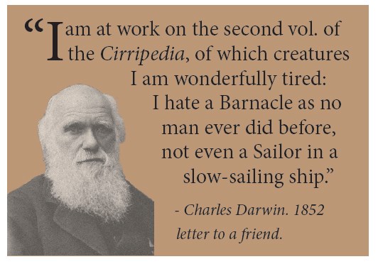 I am at work on the second vol. of the Cirripedia, of which creatures I am wonderfully tired: I hate a Barnacle as no man ever did before, not even a Sailor in a slow-sailing ship.” - Charles Darwin. 1852 letter to a friend.