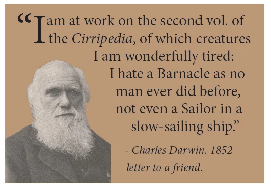 Darwin quote I am at work on the second vol. of the Cirripedia, of which creatures I am wonderfully tired: I hate a Barnacle as no man ever did before, not even a Sailor in a slow-sailing ship.” - Charles Darwin. 1852 letter to a friend.