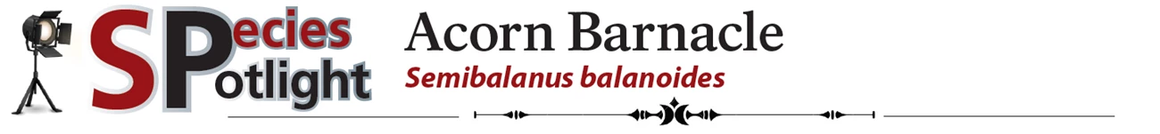 barnacle header barnacle header