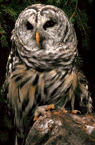 Barred Owl perched on rock