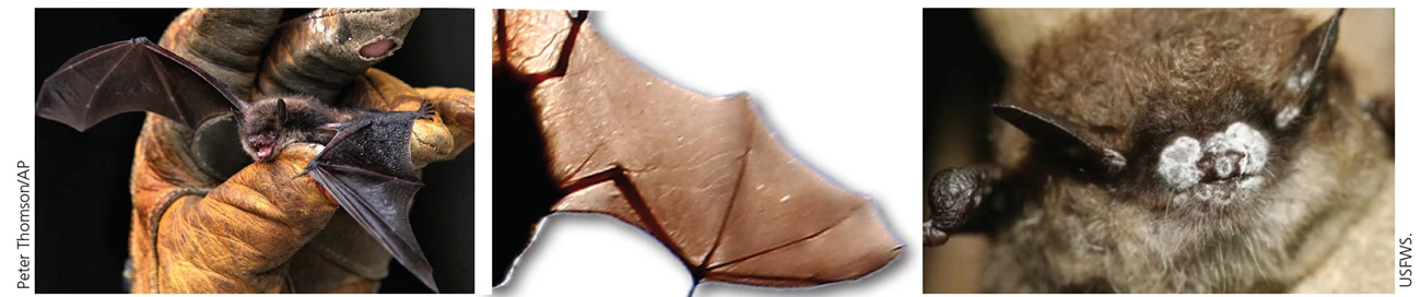 1 A gloved hand holds a tiny bat. 2 An extended bat wing is lit from behind. 3. A close-up of the white fungus on a bat's face. 1 A gloved hand holds a tiny bat. 2 An extended bat wing is lit from behind. 3. A close-up of the white fungus on a bat's face.
