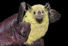 a small bat held in a gloved hand, covered in pollen