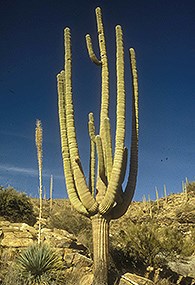 a saguaro cactus