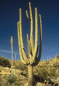 bat2 a saguaro cactus