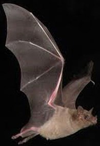 a bat in flight