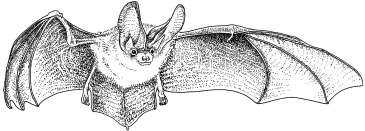 lilustration of bat